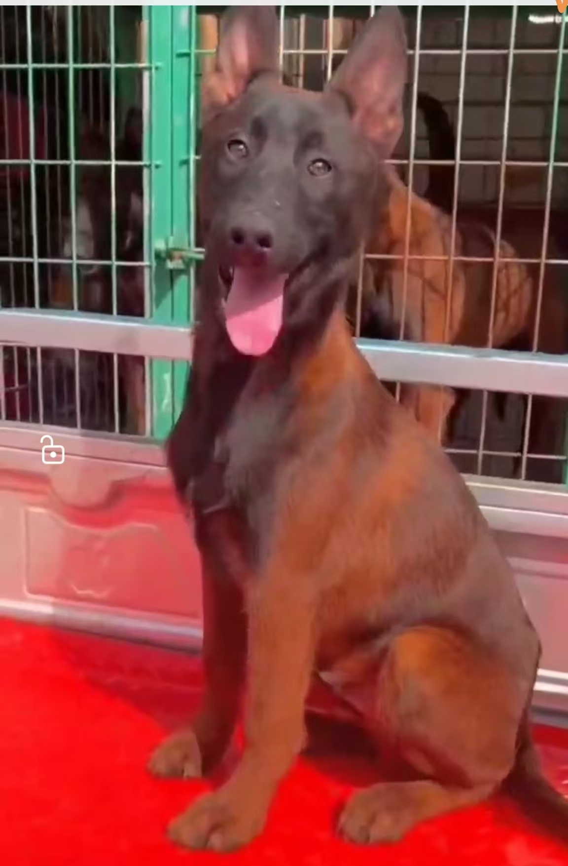 红马，黄马，高弹力，工作犬，陪伴犬